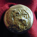 German Wirehaired Pointer Button, frontal