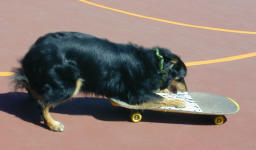 Cally begining to skateboard